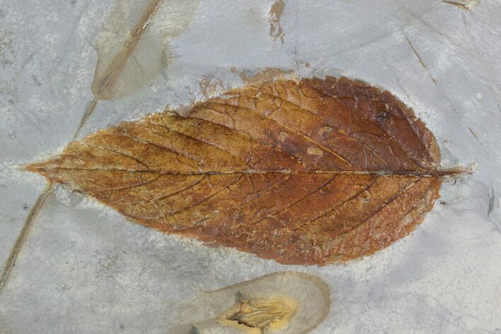 Detailed Fossil Hackberry Leaf - Montana #95219